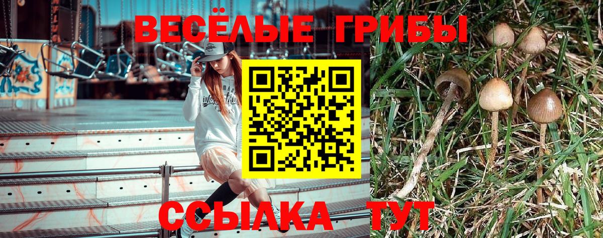 Дагестанские Огни  Галлюциногенные грибы Cubensis  Вход с VPN 
